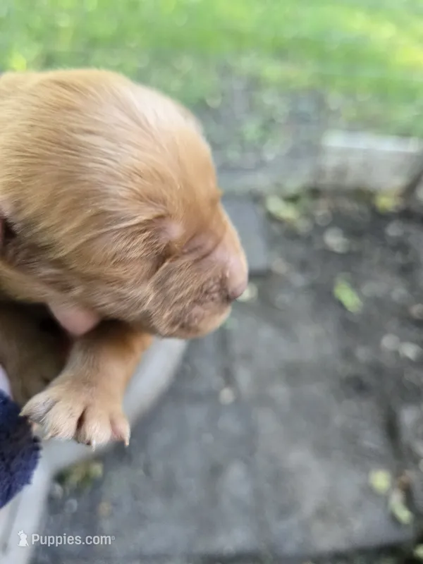 sally – Golden Retriever puppy for sale in Mountain Lake, MN
