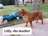 Cooper, a male Golden Retriever for sale in Mountain Lake, MN – 4 of 4