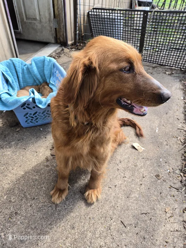 Cooper – Golden Retriever puppy for sale in Mountain Lake, MN