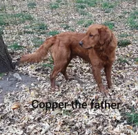 Cooper, a male Golden Retriever for sale in Mountain Lake, MN – 3 of 4