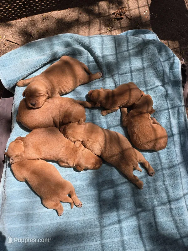 Cooper – Golden Retriever puppy for sale in Mountain Lake, MN