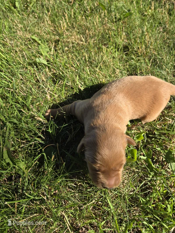 Suzie – Golden Retriever puppy for sale in Mountain Lake, MN