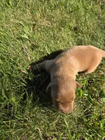 Suzie, a female Golden Retriever for sale in Mountain Lake, MN – 1 of 3