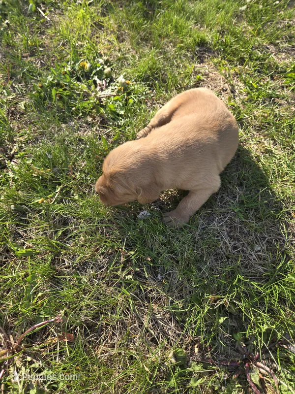 Sam – Golden Retriever puppy for sale in Mountain Lake, MN