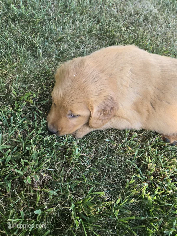 Copper  – Golden Retriever puppy for sale in Mountain Lake, MN