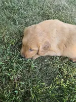 Max, a male Golden Retriever for sale in Mountain Lake, MN – 1 of 7