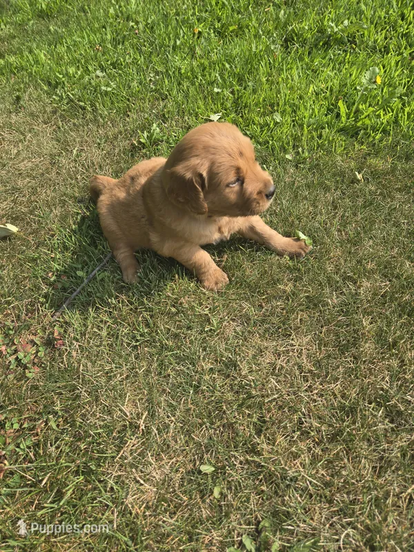 Bennie – Golden Retriever puppy for sale in Mountain Lake, MN