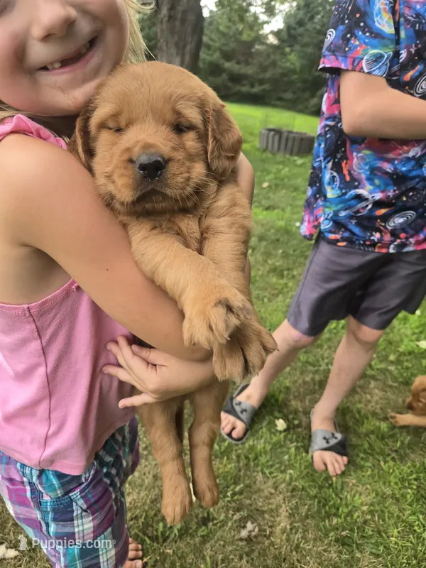Copper  – Golden Retriever puppy for sale in Mountain Lake, MN