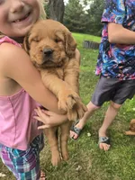 Copper , a male Golden Retriever for sale in Mountain Lake, MN – 1 of 6