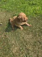 Copper , a male Golden Retriever for sale in Mountain Lake, MN – 3 of 6