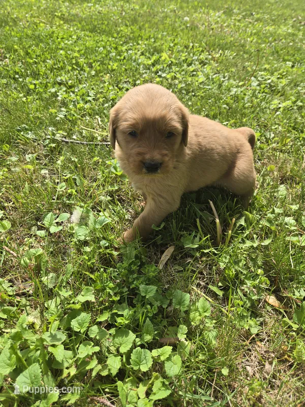 Clyde – Golden Retriever puppy for sale in Mountain Lake, MN