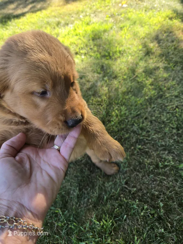 Goldie – Golden Retriever puppy for sale in Mountain Lake, MN