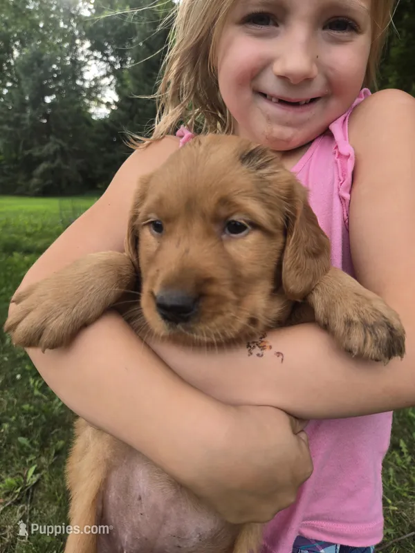 Bennie – Golden Retriever puppy for sale in Mountain Lake, MN