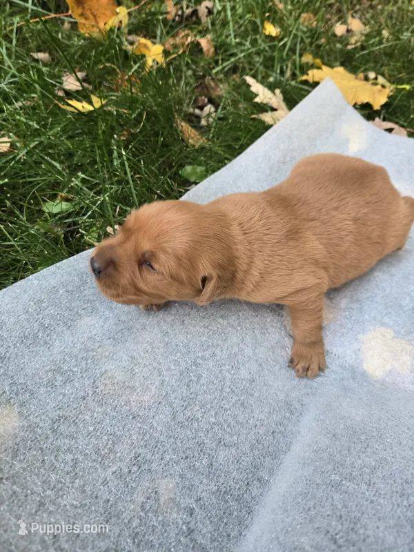 sally – Golden Retriever puppy for sale in Mountain Lake, MN
