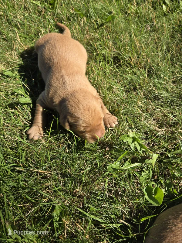 Sam – Golden Retriever puppy for sale in Mountain Lake, MN