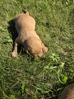 Sam, a male Golden Retriever for sale in Mountain Lake, MN – 1 of 3