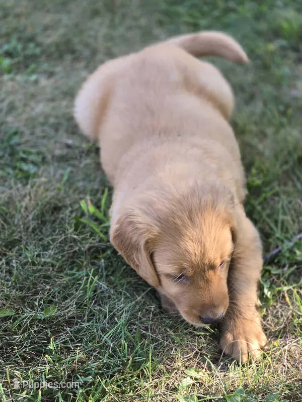 Sam – Golden Retriever puppy for sale in Mountain Lake, MN