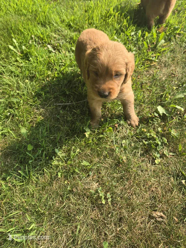 Suzie – Golden Retriever puppy for sale in Mountain Lake, MN