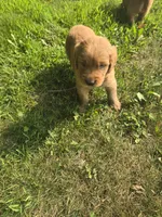 Goldie, a female Golden Retriever for sale in Mountain Lake, MN – 1 of 4