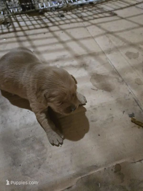 Lucy – Golden Retriever puppy for sale in Mountain Lake, MN