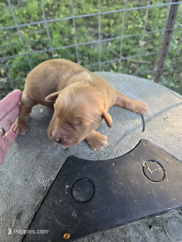 Suzie – Golden Retriever puppy for sale in Mountain Lake, MN