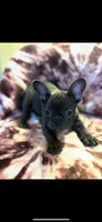 Puggsy, a female French Bulldog for sale in Aiken, SC – Photo 2 of 6