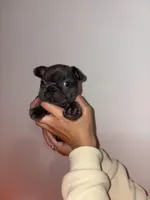 Puggsy, a female French Bulldog for sale in Aiken, SC – Photo 6 of 6