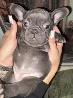 Puggsy, a female French Bulldog for sale in Aiken, SC – Photo 5 of 6