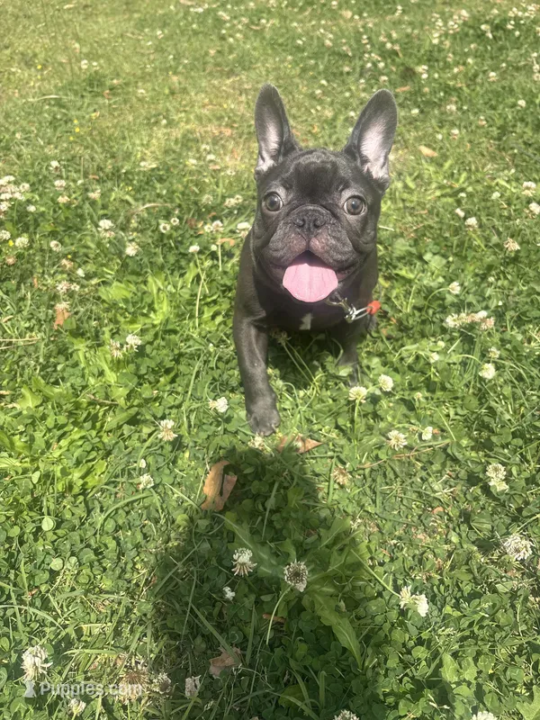 Puggsy – French Bulldog puppy for sale in Aiken, SC
