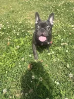 Puggsy, a female French Bulldog for sale in Aiken, SC – Photo 1 of 6