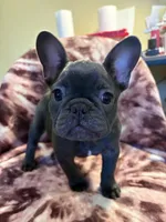 Puggsy, a female French Bulldog for sale in Aiken, SC – Photo 3 of 6