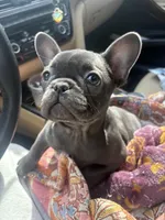 Puggsy, a female French Bulldog for sale in Aiken, SC – Photo 4 of 6