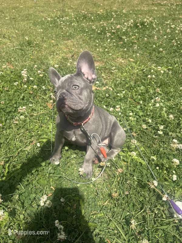 Mousy  – French Bulldog puppy for sale in Aiken, SC