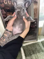 Mousy , a female French Bulldog for sale in Aiken, SC – Photo 4 of 5