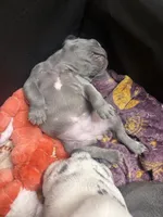 Mousy , a female French Bulldog for sale in Aiken, SC – Photo 5 of 5