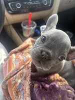 Mousy , a female French Bulldog for sale in Aiken, SC – Photo 3 of 5