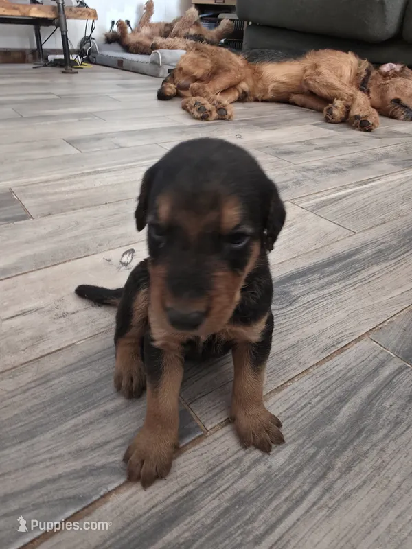 AKC Stone Cold – Airedale Terrier puppy for sale in Hobbs, NM