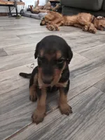 AKC Stone Cold, a male Airedale Terrier for sale in Hobbs, NM – 1 of 6