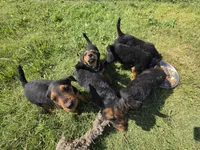 Beau, a male Airedale Terrier for sale in Hobbs, NM – 4 of 10