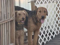 Beau, a male Airedale Terrier for sale in Hobbs, NM – 2 of 10