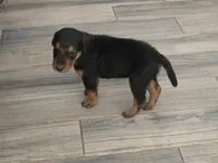 AKC Stone Cold, a male Airedale Terrier for sale in Hobbs, NM – 4 of 6