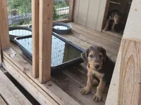 Beau, a male Airedale Terrier for sale in Hobbs, NM – 3 of 10