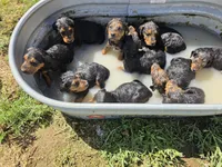 Beau, a male Airedale Terrier for sale in Hobbs, NM – 8 of 10