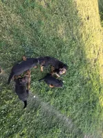 Beau, a male Airedale Terrier for sale in Hobbs, NM – 6 of 10