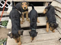 Beau, a male Airedale Terrier for sale in Hobbs, NM – 9 of 10