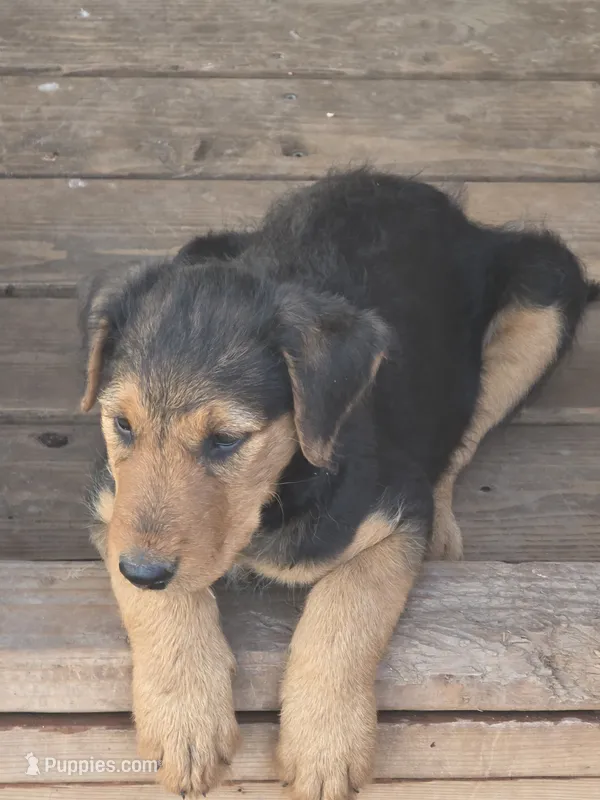 Beau – Airedale Terrier puppy for sale in Hobbs, NM