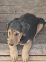 Beau, a male Airedale Terrier for sale in Hobbs, NM – 1 of 10