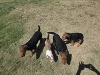 AKC Elvis, a male Airedale Terrier for sale in Hobbs, NM – 2 of 8