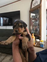 AKC Stone Cold, a male Airedale Terrier for sale in Hobbs, NM – 3 of 6