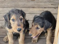 Beau, a male Airedale Terrier for sale in Hobbs, NM – 10 of 10